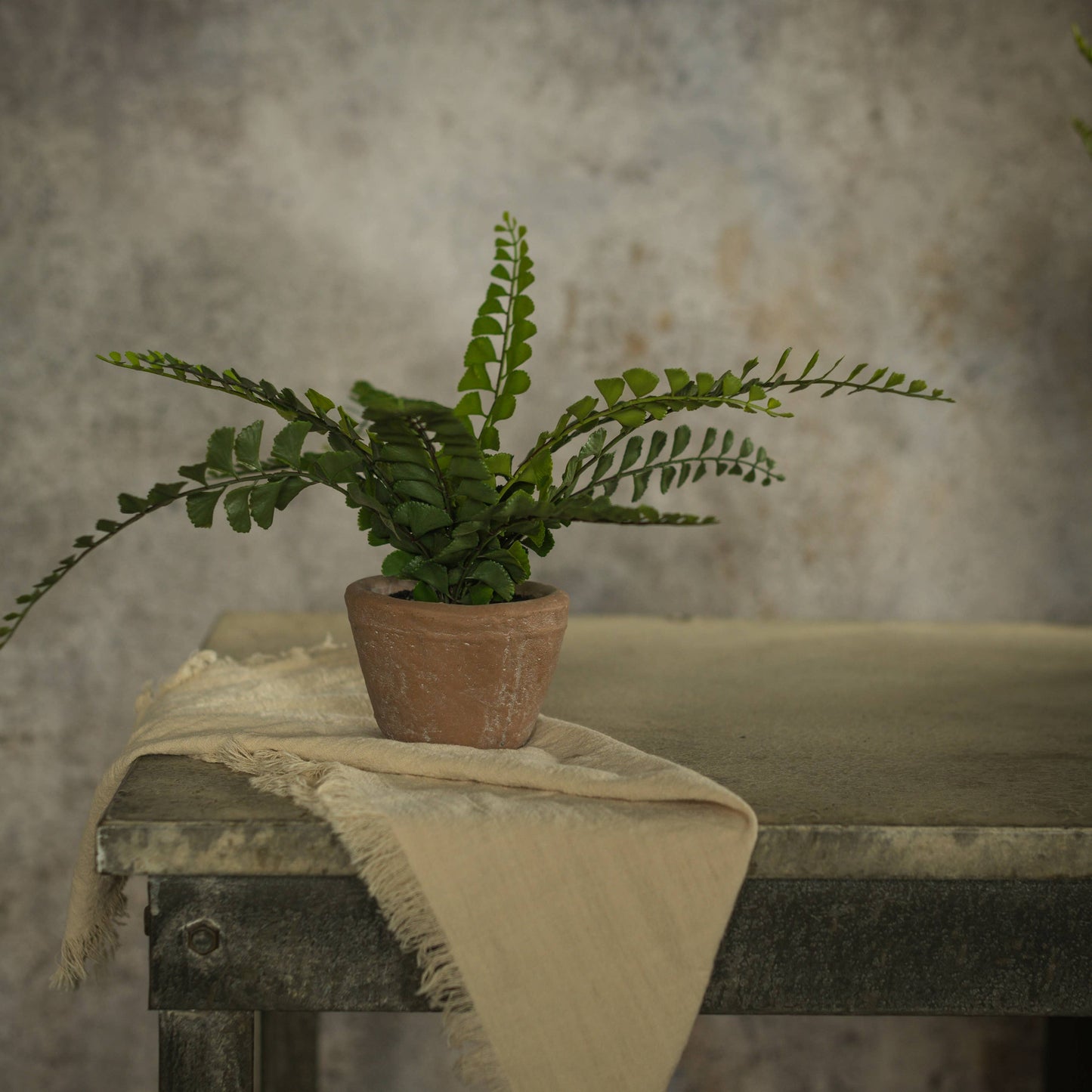 9" POTTED BUTTON FERN