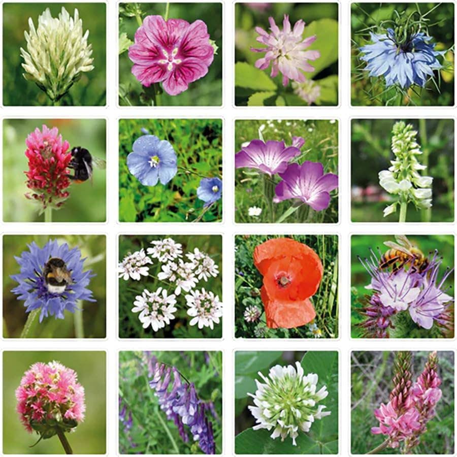 Small “Dear Teacher” Seed Bomb Box – 7 Wildflower Gift Balls