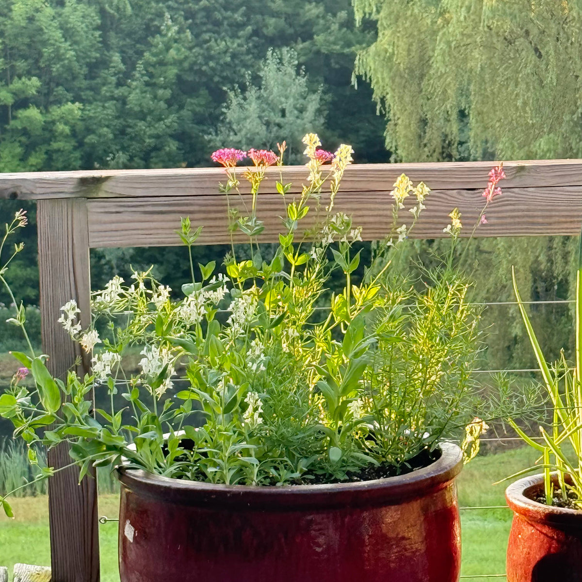 The Birthday Library: Plantable Seeded Birthday Card