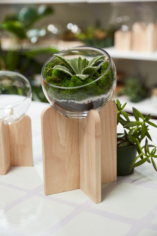 Gazer Terrarium 5.5"x 12"