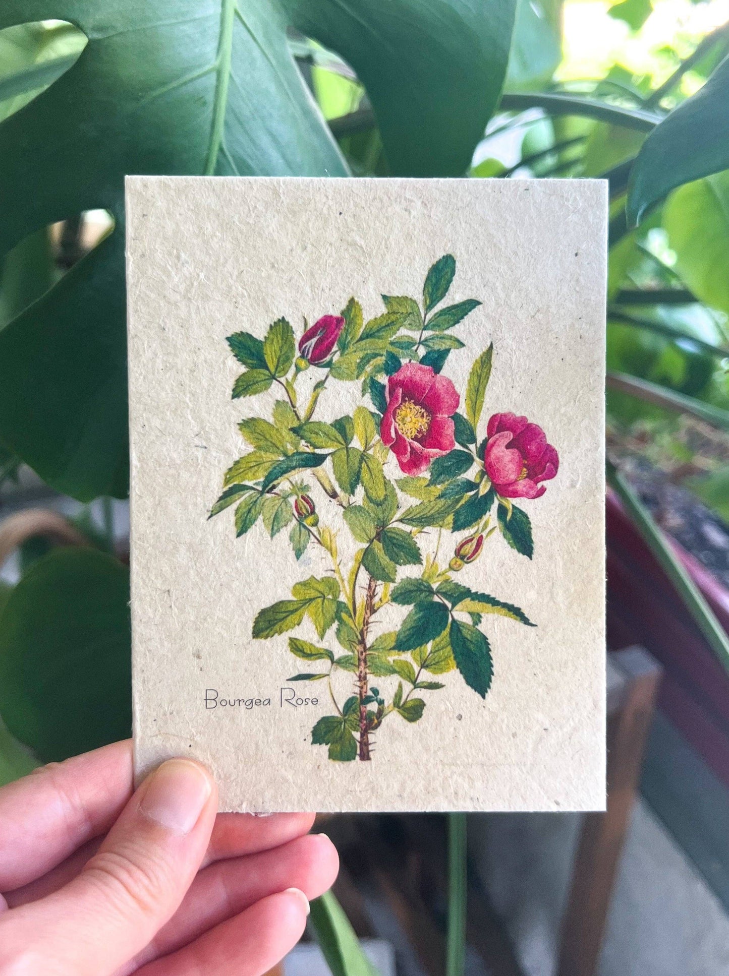 Plantable Seed Card || Zero Waste || Supports Women