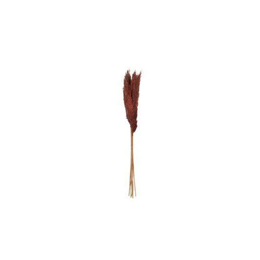 Pampas Grass Pack of 3 - 47" - Brown