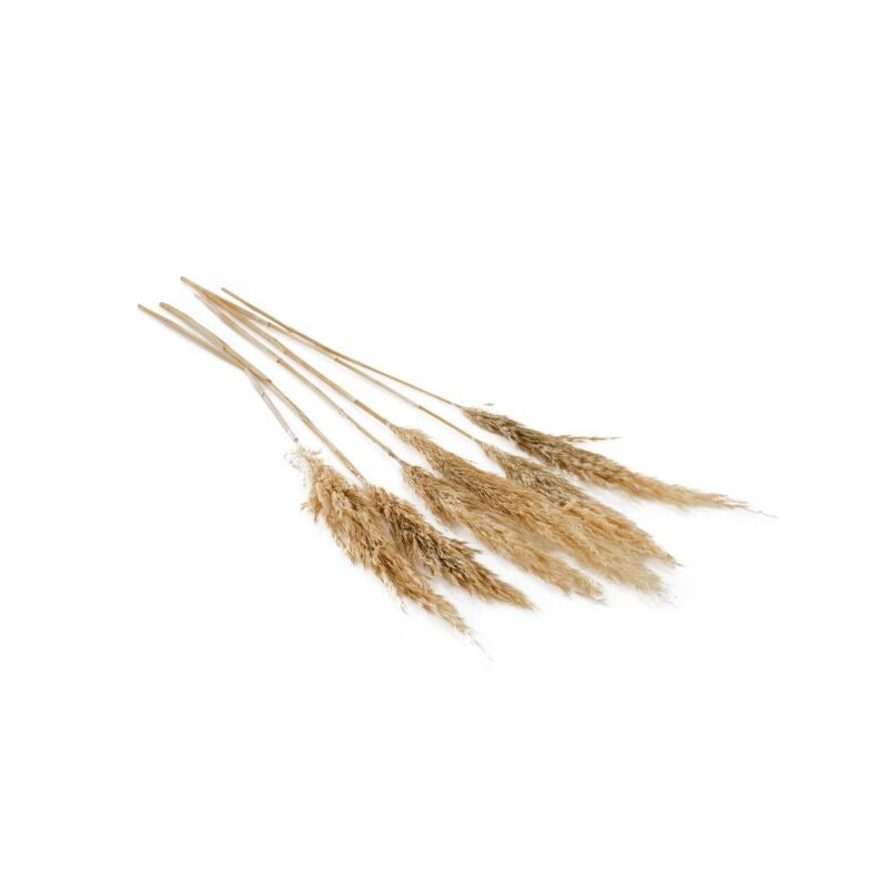 Pampas Grass Pack of 6 - 25.5" - Tan