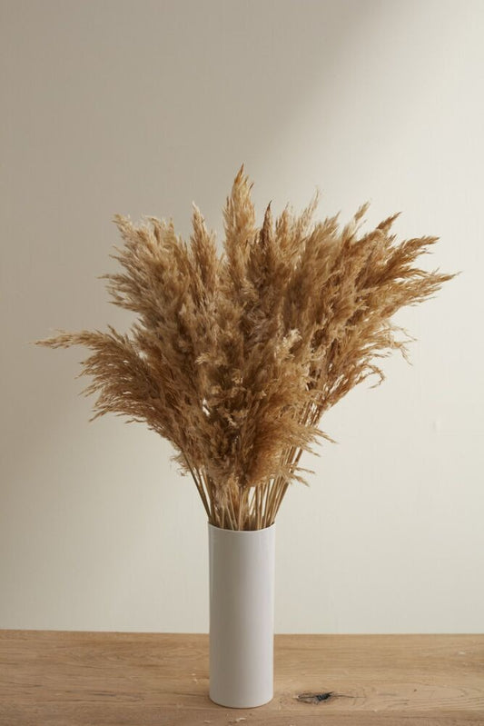 Pampas Grass Pack of 6 - 25.5" - Tan