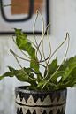 Eden Plant Stick 7.75"x 0.25"x 17.25" - Leaf