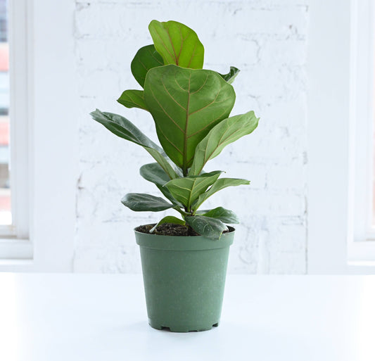 Fiddle Leaf Fig Plant - Live Plant