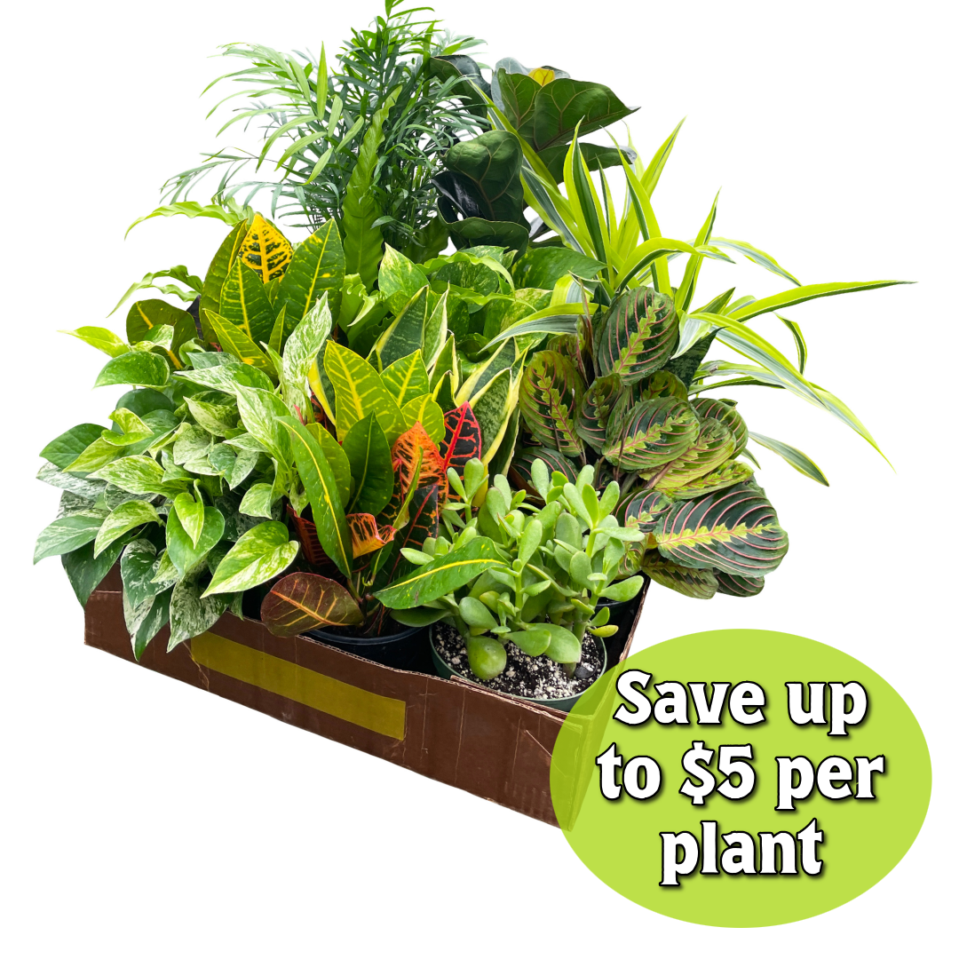 Grower's Choice Houseplant Assortment - 6" Live Plants