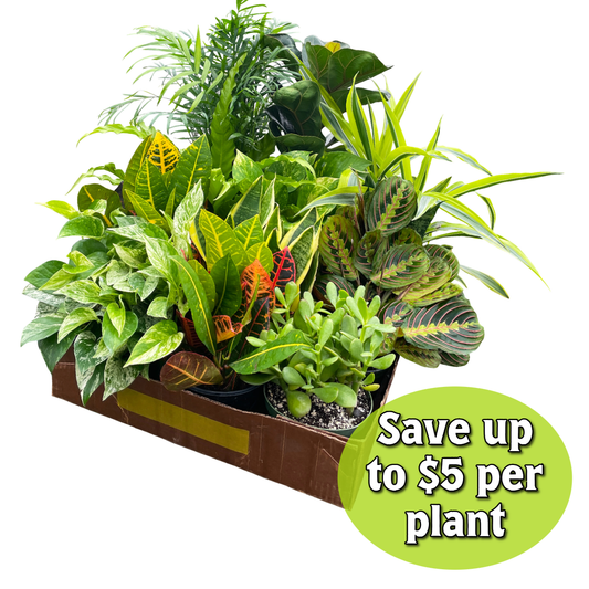 Grower's Choice Houseplant Assortment - 6" Live Plants