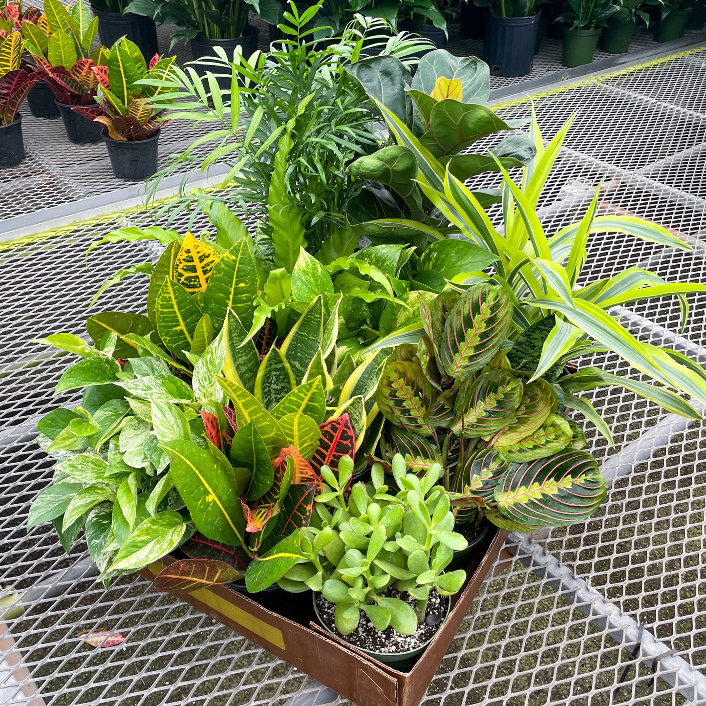 Grower's Choice Houseplant Assortment - 6" Live Plants
