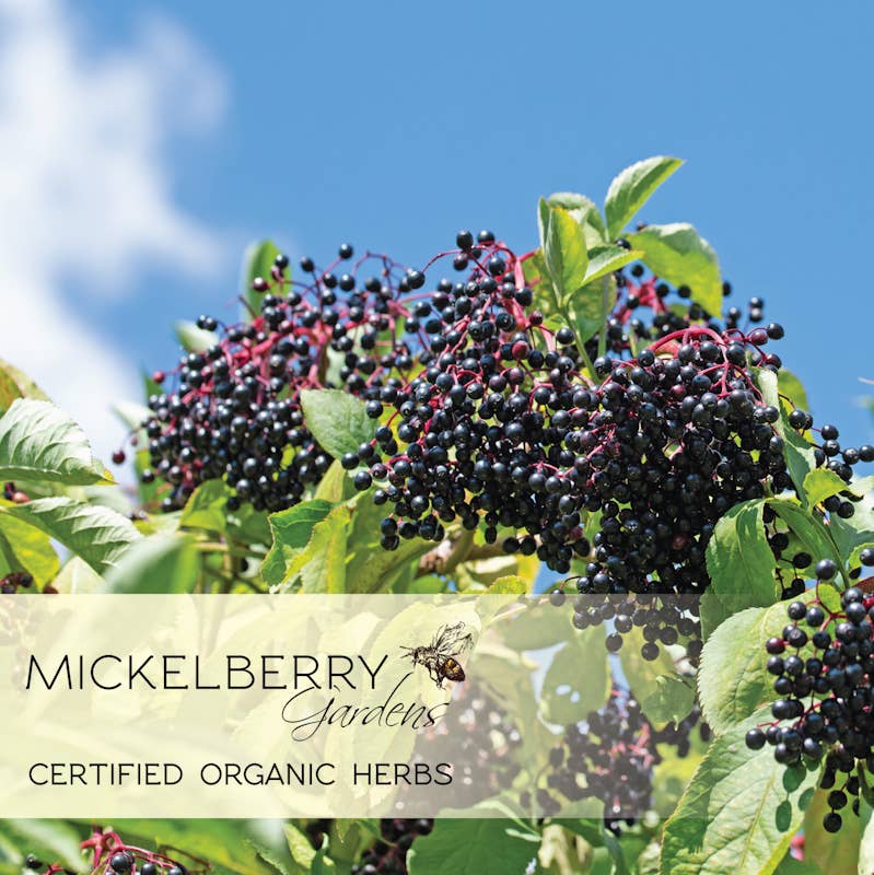 Elderberry Honey Tonic — immune support for kids and adults