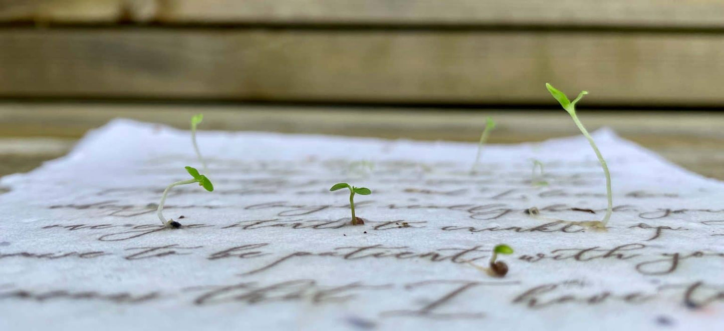 Plantable Seed Card || Zero Waste || Supports Women