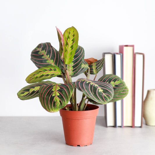 Red Prayer Plant - Live Plant