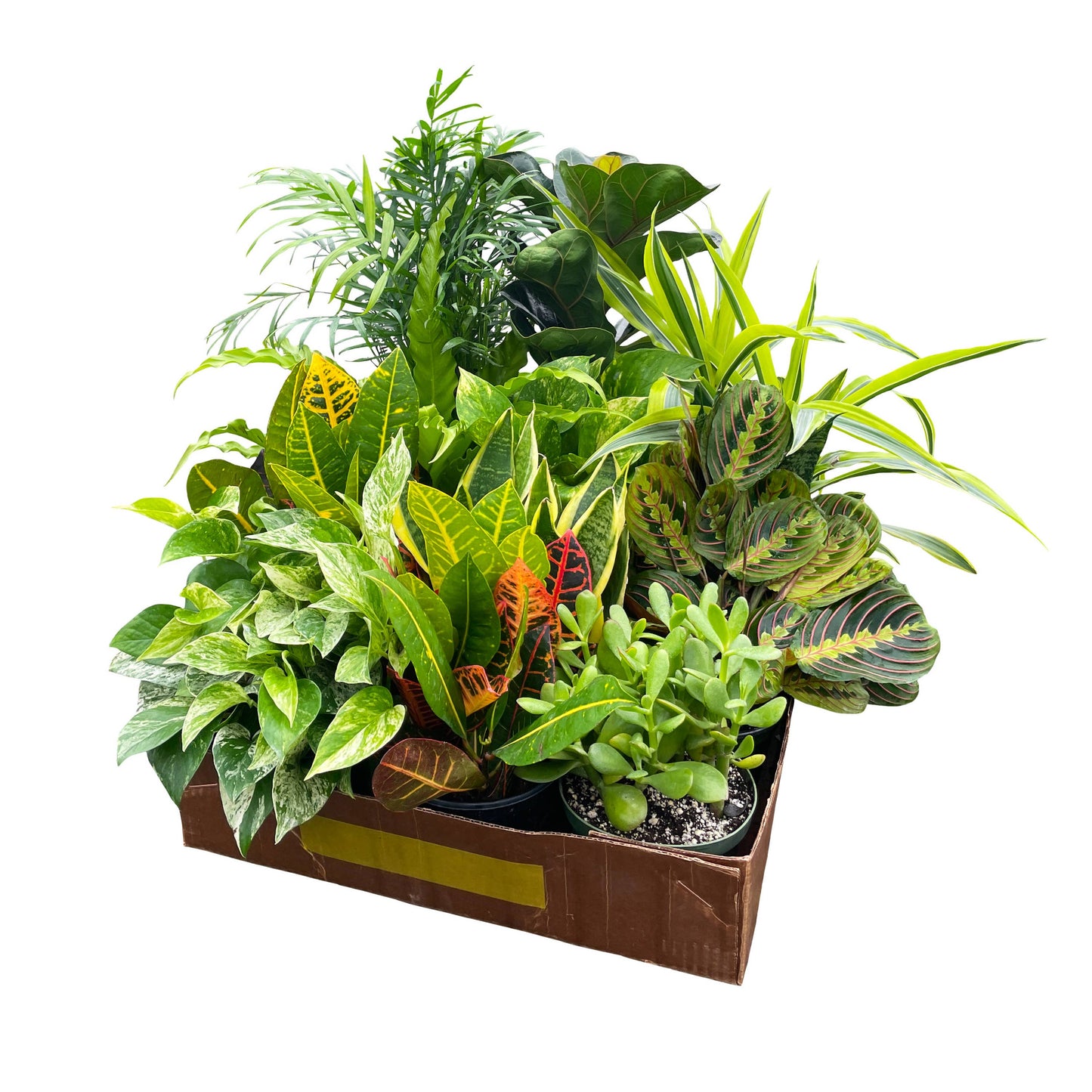 Grower's Choice Houseplant Assortment - 6" Live Plants