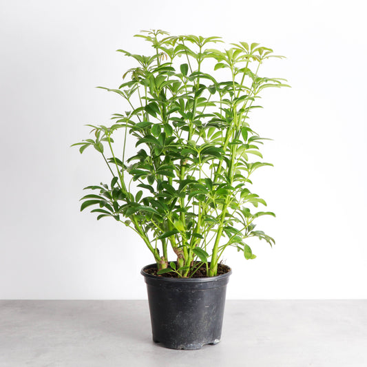 Schefflera Arboricola -  Live Plant