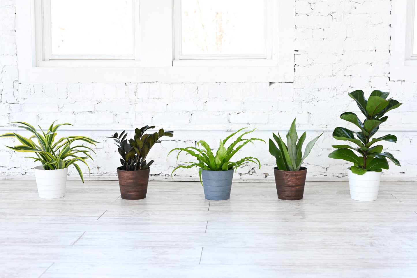 Grower's Choice Houseplant Assortment - 6" Live Plants